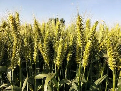 閑置小麥種子脫粒機(jī)保存不當(dāng)會(huì)出現(xiàn)哪些故障？